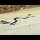 Watch: Mother Rat Saves Baby from Snake | National Geographic