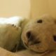 Watch This Tiny Baby Rescue Seal Grow Up and Swim Back to the Wild! | The Dodo Heroes Season 2
