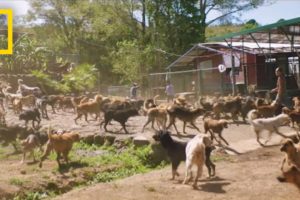 Watch Thousands of Dogs Run Free in This Magical Sanctuary | Short Film Showcase