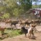 Watch Thousands of Dogs Run Free in This Magical Sanctuary | Short Film Showcase