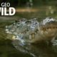 Watch a Croc's Brutal Death Roll | Boss Croc