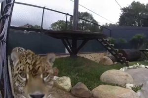 Watch the reaction of different animals on a camera -compilation