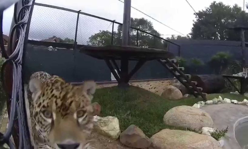 Watch the reaction of different animals on a camera -compilation