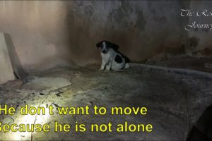 We Went To Rescue One Puppy In Ruins, Then Realize He Is Not Alone