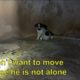 We Went To Rescue One Puppy In Ruins, Then Realize He Is Not Alone
