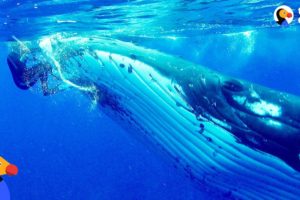 Whale Protects Diver From Shark | The Dodo