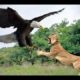 When Crazy Birds Attack | Best video on Animal fight