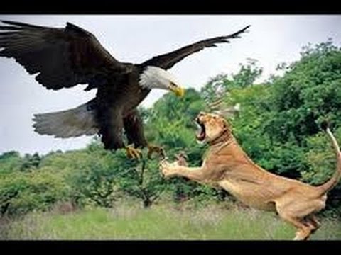 When Crazy Birds Attack | Best video on Animal fight