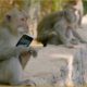 Why are these monkeys stealing from tourists? - World's Sneakiest Animals: Episode 2 Preview - BBC