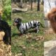 Wiener Dog Animals of the Earth! (Tik Tok Video)
