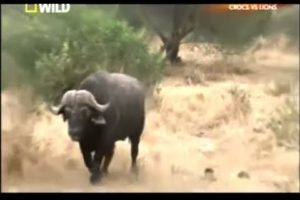 Wild Animals | Animal Planet | Wild Life Animals | animal fights a1