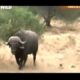 Wild Animals | Animal Planet | Wild Life Animals | animal fights a1