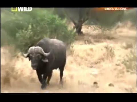 Wild Animals | Animal Planet | Wild Life Animals | animal fights a1
