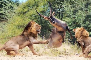 Wild Animals Fighting - Lion vs Waterbuck -  Moments Of Wild Animal Fights
