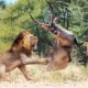 Wild Animals Fighting - Lion vs Waterbuck -  Moments Of Wild Animal Fights