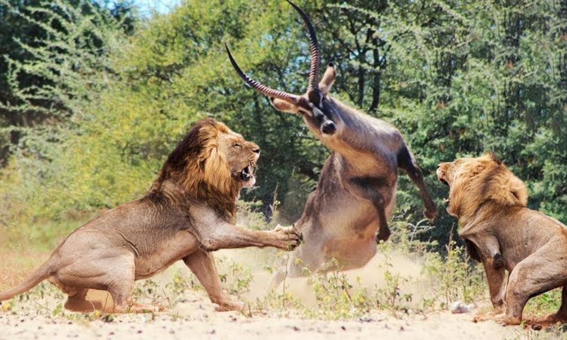 Wild Animals Fighting - Lion vs Waterbuck -  Moments Of Wild Animal Fights