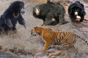 Wild Animals Fights Powerful Tiger vs Big Bear |  Lion vs Hippo, Hyena vs Wild Dogs vs Wildebeest