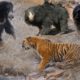 Wild Animals Fights Powerful Tiger vs Big Bear |  Lion vs Hippo, Hyena vs Wild Dogs vs Wildebeest