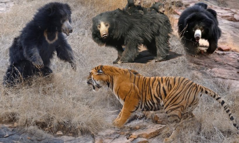 Wild Animals Fights Powerful Tiger vs Big Bear |  Lion vs Hippo, Hyena vs Wild Dogs vs Wildebeest