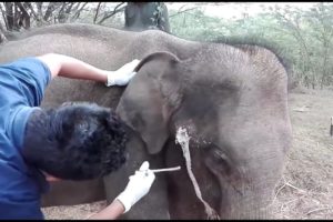 Wild Animals Rescue - Young elephant with a gunshot wound being saved by Kind and amazing humans