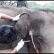 Wild Animals Rescue - Young elephant with a gunshot wound being saved by Kind and amazing humans