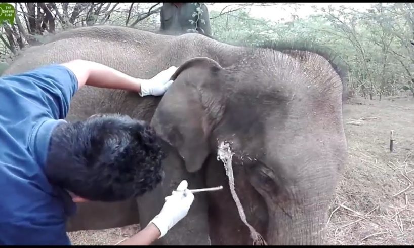 Wild Animals Rescue - Young elephant with a gunshot wound being saved by Kind and amazing humans