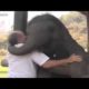 Wild Cute Animals Making Human Friends Compilation 2014 NEW