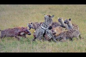 Wild animal Fights 2019 | Zebra vs Crocodile, Hyena - Buffalo vs Lion, Leopard, Wild Dogs Real Fight