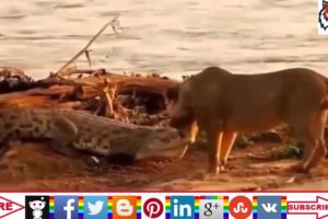 Wild animal hunting Best animals fights  with wild 2016 animals lion tiger bear attack  عالم الحيوان