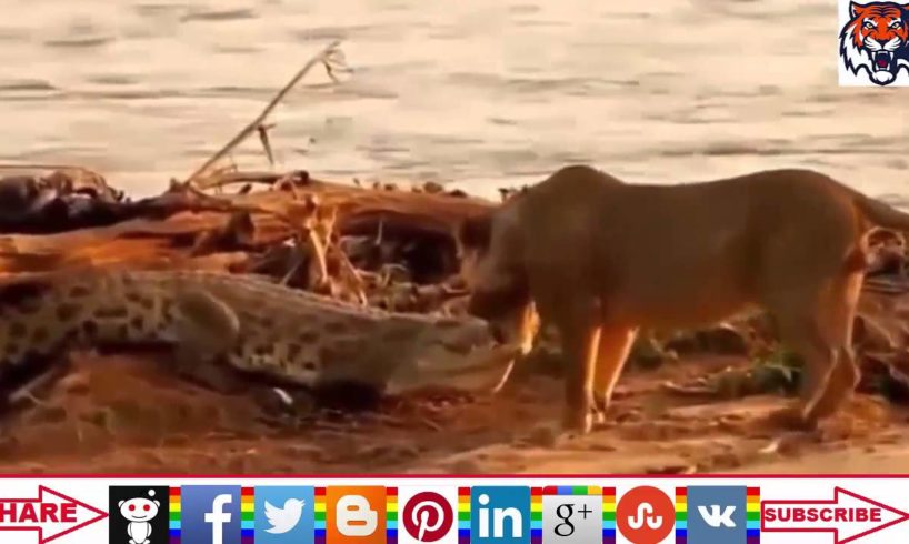 Wild animal hunting Best animals fights  with wild 2016 animals lion tiger bear attack  عالم الحيوان