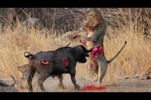 Wild animals fight to death |  Animal Fights Caught On Camera  |  Lion ,   Buffalo ,