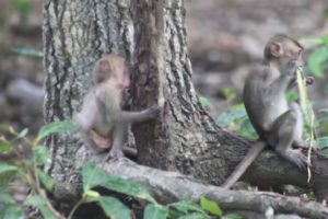 Wildlife Care Milea's group Full Playing babies Monkeys