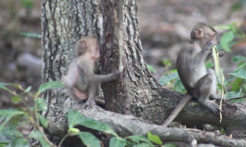 Wildlife Care Milea's group Full Playing babies Monkeys