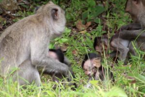 Wildlife Care Mischa and Mikey are so Cute, Full Playing Video