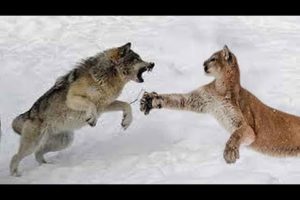 Wolf vs Cougar - Who Would Win a Fight?