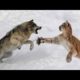 Wolf vs Cougar - Who Would Win a Fight?