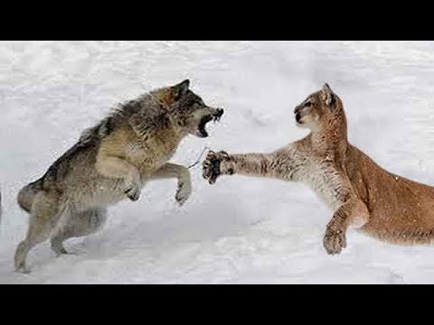 Wolf vs Cougar - Who Would Win a Fight?