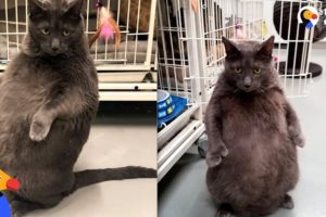 Woman Goes Above And Beyond To Adopt Fat Cat - BRUNO | The Dodo