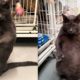 Woman Goes Above And Beyond To Adopt Fat Cat - BRUNO | The Dodo