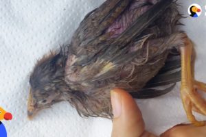 Woman Saves Sick Bird On Street — And Makes Her Family  | The Dodo