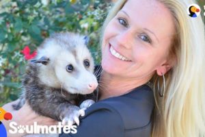 Woman's Soulmate Is A Possum - KRICKET | The Dodo Soulmates