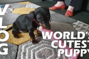 World's Cutest Puppy - The Cutest Puppies Ever
