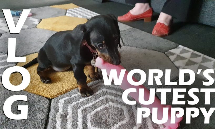 World's Cutest Puppy - The Cutest Puppies Ever