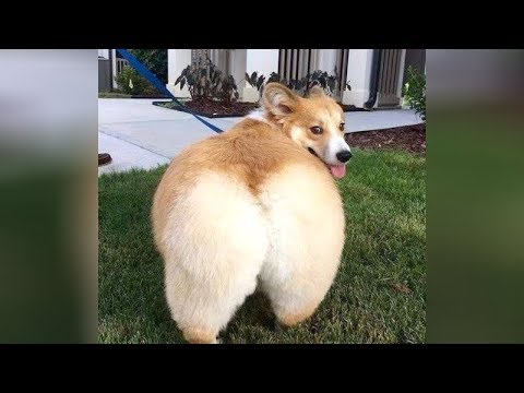 World's FUNNIEST ANIMAL VIDEOS! - I BET you will LAUGH YOUR HEAD OFF