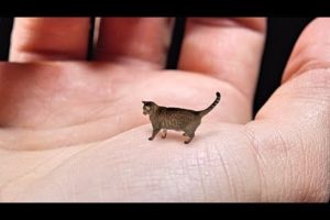 World's Smallest Cat - Cute, Tiny and Mean