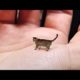 World's Smallest Cat - Cute, Tiny and Mean