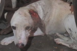 Wounded dog hiding in pain rescued