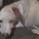 Wounded dog hiding in pain rescued