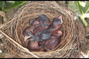 You Can Help Baby Birds | Animal Rescue How To