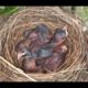 You Can Help Baby Birds | Animal Rescue How To